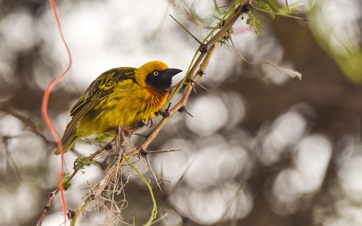 Bird on a thorny branch  from Chrome web store to be run with OffiDocs Chromium online