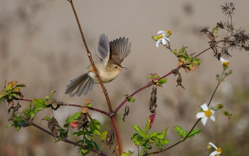 Bird on a white flower tree  from Chrome web store to be run with OffiDocs Chromium online