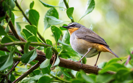 Bird on branch  from Chrome web store to be run with OffiDocs Chromium online