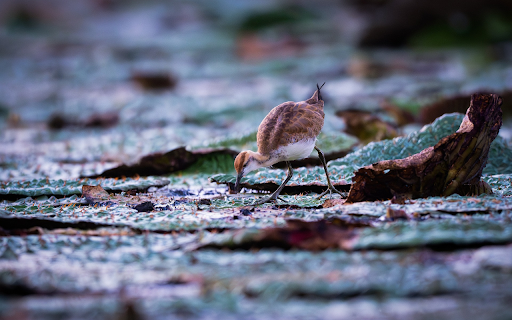 Bird on the lake  from Chrome web store to be run with OffiDocs Chromium online