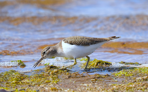 Bird on the shallow lagoon  from Chrome web store to be run with OffiDocs Chromium online