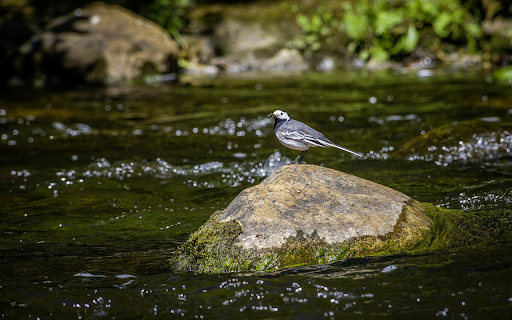 Bird on the stream  from Chrome web store to be run with OffiDocs Chromium online