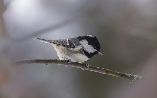 Bird on tree branch  from Chrome web store to be run with OffiDocs Chromium online
