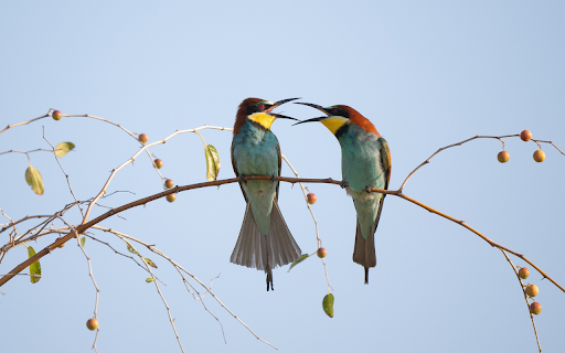 Birds and fruit trees  from Chrome web store to be run with OffiDocs Chromium online