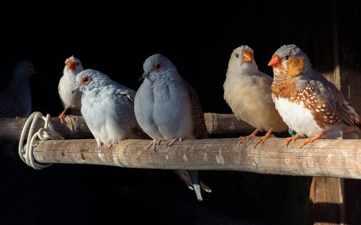 Birds and their pretty beaks  from Chrome web store to be run with OffiDocs Chromium online