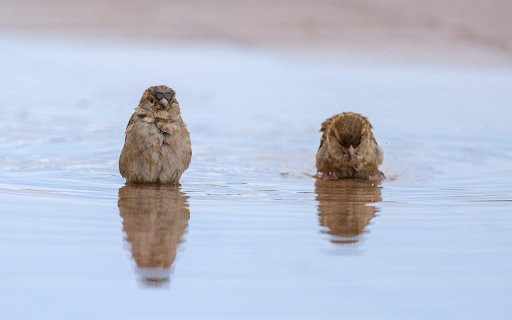 Birds Bathing in the River  from Chrome web store to be run with OffiDocs Chromium online