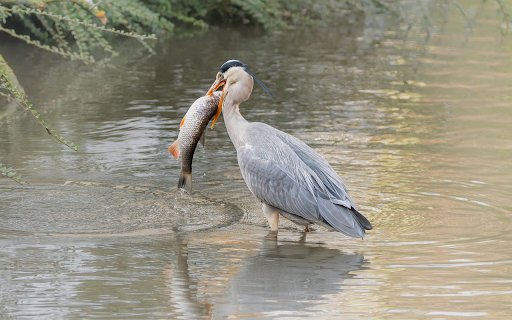 Birds catch fish  from Chrome web store to be run with OffiDocs Chromium online