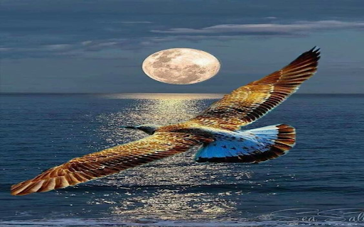 Birds flying over the sea wallpaper  from Chrome web store to be run with OffiDocs Chromium online