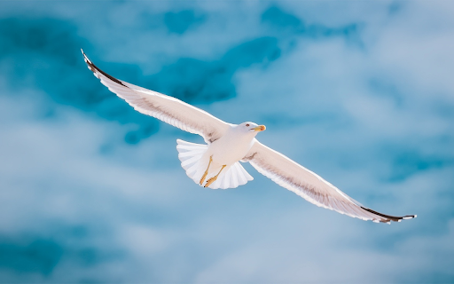 Birds fly in the sky  from Chrome web store to be run with OffiDocs Chromium online