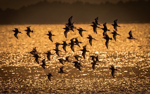 Birds fly over the river  from Chrome web store to be run with OffiDocs Chromium online