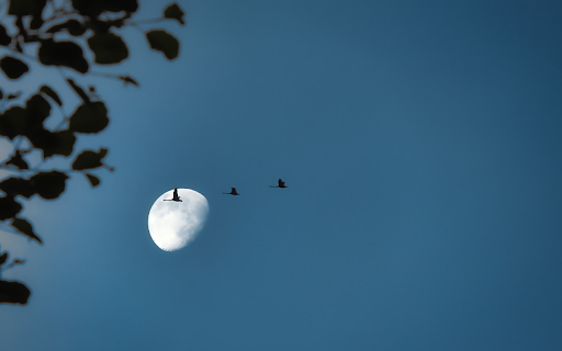 Birds fly under the moonlight  from Chrome web store to be run with OffiDocs Chromium online