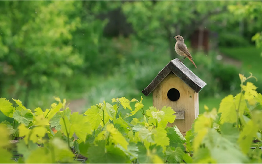 Birds nest on the vineyard  from Chrome web store to be run with OffiDocs Chromium online