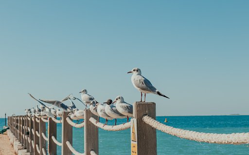 Birds on the railing  from Chrome web store to be run with OffiDocs Chromium online Birds on the railing  from Chrome web store to be run with OffiDocs Chromium online