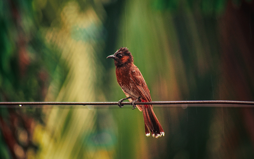 Birds perch on electric wires  from Chrome web store to be run with OffiDocs Chromium online