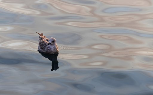 Birds swim on the sea surface  from Chrome web store to be run with OffiDocs Chromium online