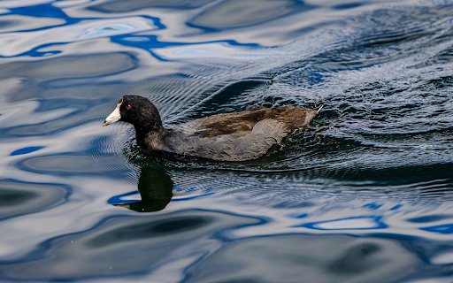 Birds swim underwater  from Chrome web store to be run with OffiDocs Chromium online