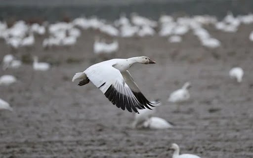 Birds Theme  from Chrome web store to be run with OffiDocs Chromium online