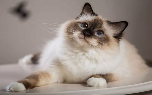 Birman cat wallpaper  from Chrome web store to be run with OffiDocs Chromium online