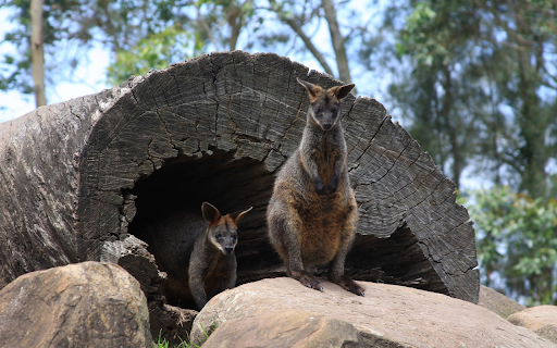 Black and gray kangaroo  from Chrome web store to be run with OffiDocs Chromium online