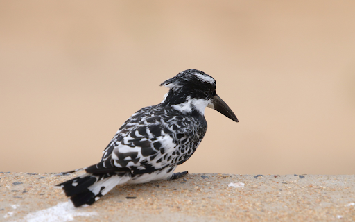 Black and White Bird from Chrome web store to be run with OffiDocs Chromium online Black and White Bird from Chrome web store to be run with OffiDocs Chromium online