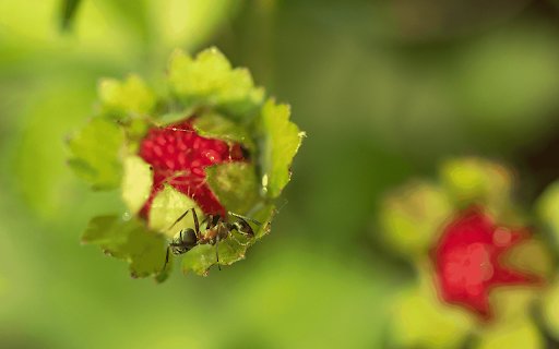 Black ant on red fruit  from Chrome web store to be run with OffiDocs Chromium online