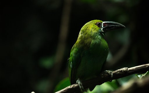 Black billed bird from Chrome web store to be run with OffiDocs Chromium online Black billed bird from Chrome web store to be run with OffiDocs Chromium online