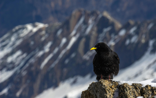 Black Bird Perching in Mountains  from Chrome web store to be run with OffiDocs Chromium online