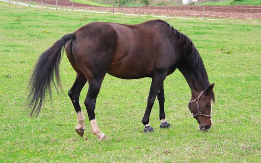 Black brown horse with white legs  from Chrome web store to be run with OffiDocs Chromium online