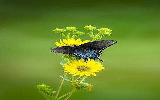 black butterflies perched on yellow flowers Wallpaper  from Chrome web store to be run with OffiDocs Chromium online