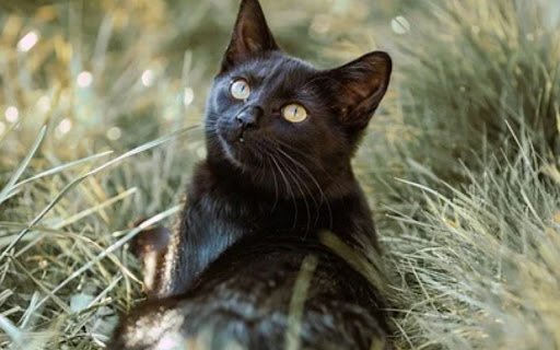 Black Cat theme  from Chrome web store to be run with OffiDocs Chromium online