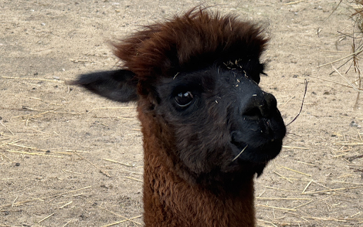 Black coffee alpaca from Chrome web store to be run with OffiDocs Chromium online Black coffee alpaca from Chrome web store to be run with OffiDocs Chromium online