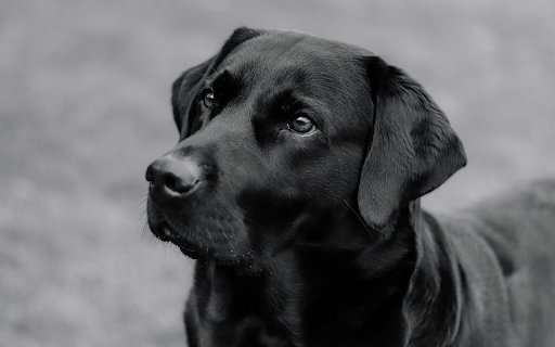 Black dog  from Chrome web store to be run with OffiDocs Chromium online