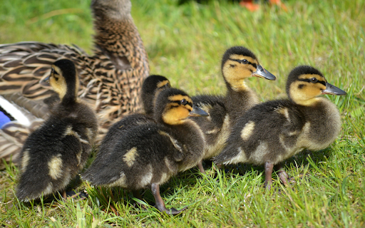 Black Ducklings from Chrome web store to be run with OffiDocs Chromium online Black Ducklings from Chrome web store to be run with OffiDocs Chromium online