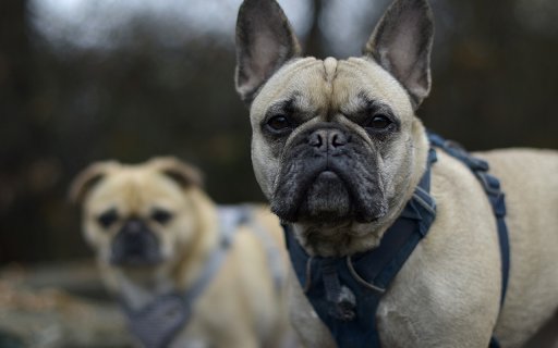 Black faced dog  from Chrome web store to be run with OffiDocs Chromium online
