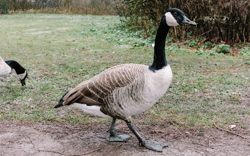 Black necked geese  from Chrome web store to be run with OffiDocs Chromium online