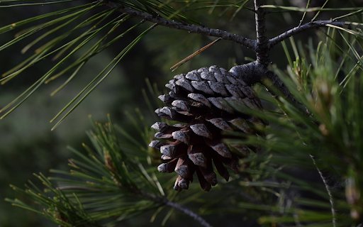 black pinecone  from Chrome web store to be run with OffiDocs Chromium online