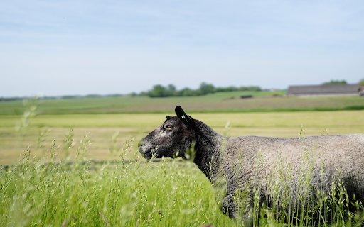 Black sheep in the field  from Chrome web store to be run with OffiDocs Chromium online