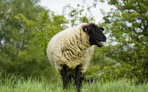 Black sheep wearing white shirt  from Chrome web store to be run with OffiDocs Chromium online