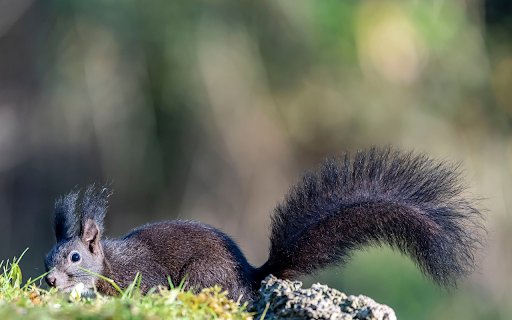 Black Squirrel from Chrome web store to be run with OffiDocs Chromium online Black Squirrel from Chrome web store to be run with OffiDocs Chromium online