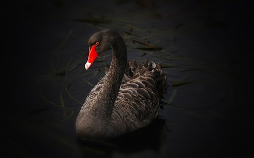 black Swan  from Chrome web store to be run with OffiDocs Chromium online
