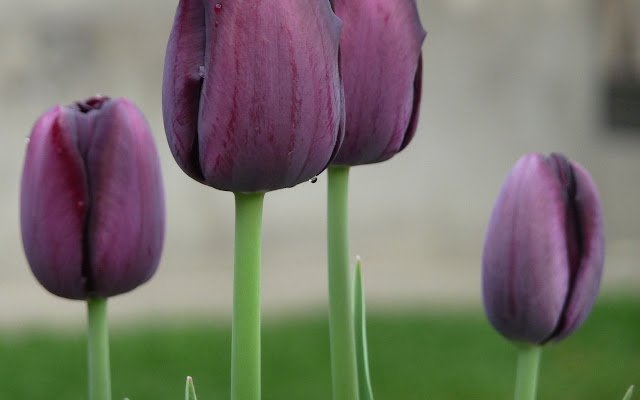 Black Tulip 2  from Chrome web store to be run with OffiDocs Chromium online