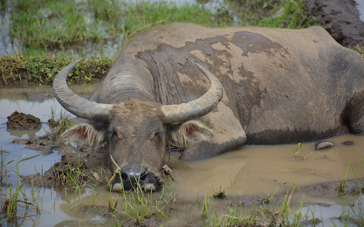 Black water buffalo from Chrome web store to be run with OffiDocs Chromium online Black water buffalo from Chrome web store to be run with OffiDocs Chromium online