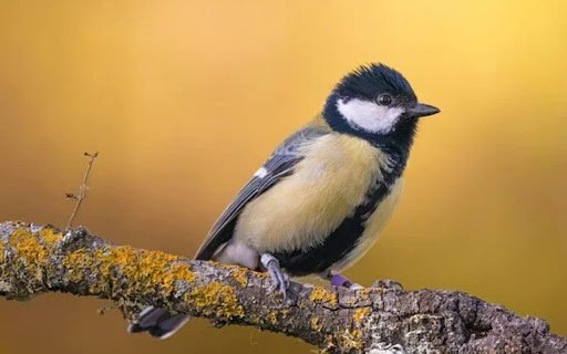 BLACK YELLOW BIRD Theme  from Chrome web store to be run with OffiDocs Chromium online