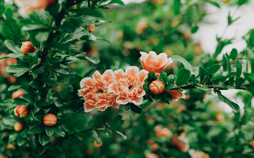 Blooming Pomegranate Blossom  from Chrome web store to be run with OffiDocs Chromium online