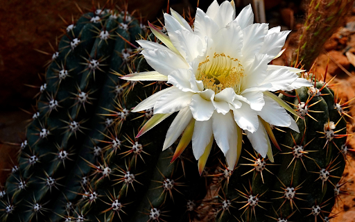 Blooming prickly cactus from Chrome web store to be run with OffiDocs Chromium online Blooming prickly cactus from Chrome web store to be run with OffiDocs Chromium online