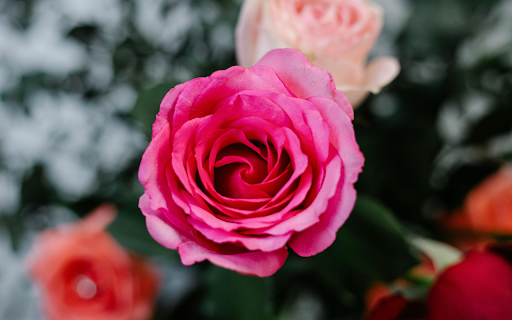Blooming rose flowers in garden from Chrome web store to be run with OffiDocs Chromium online Blooming rose flowers in garden from Chrome web store to be run with OffiDocs Chromium online