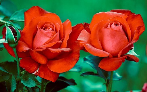 Blooming Roses  from Chrome web store to be run with OffiDocs Chromium online