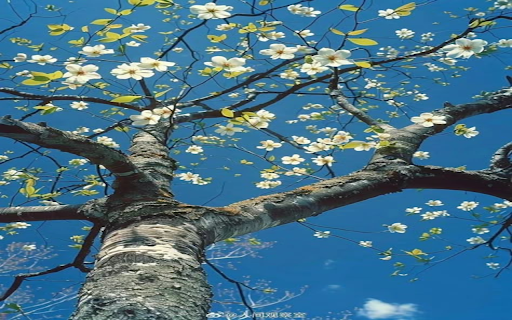 Blooming white flowers Wallpaper from Chrome web store to be run with OffiDocs Chromium online Blooming white flowers Wallpaper from Chrome web store to be run with OffiDocs Chromium online