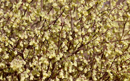 Blossoming Tree from Chrome web store to be run with OffiDocs Chromium online Blossoming Tree from Chrome web store to be run with OffiDocs Chromium online