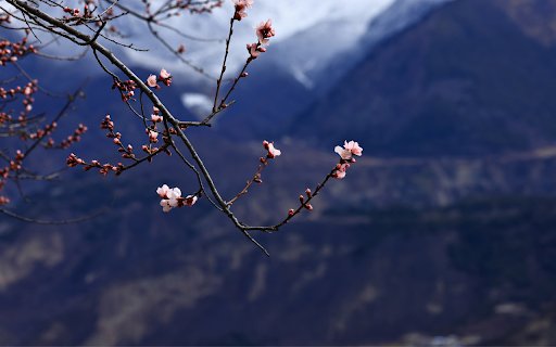 Blossoms and Mountains  from Chrome web store to be run with OffiDocs Chromium online